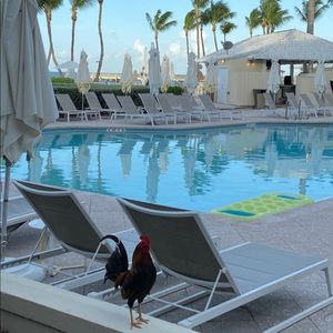 Meet your Posher, Roxana